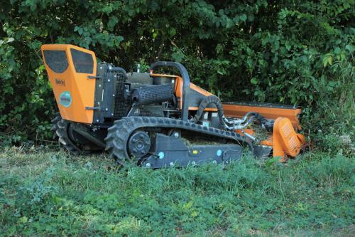 Orties en bordure de forêt