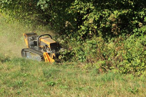 Ronces au bord d'une forêt