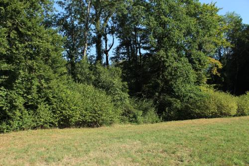 Lisière de forêt - Après