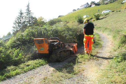 Parcelle remplie de ronces de plus de 1,8m de haut