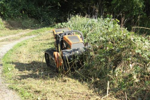 Terrain en friche, bordure du chemin